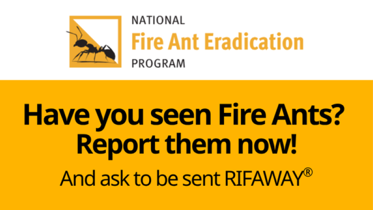 Report Fire Ants now